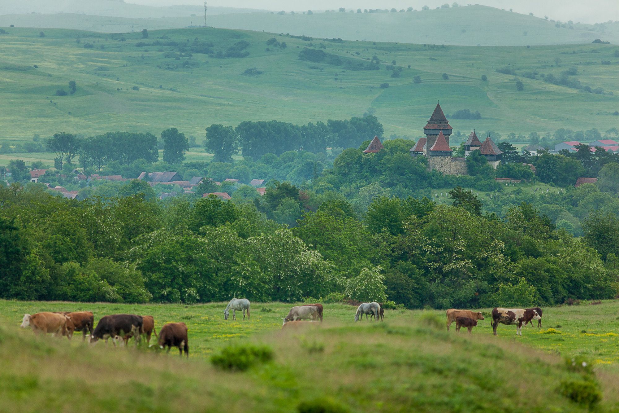 Viscri landscape with cattle and rolling hills